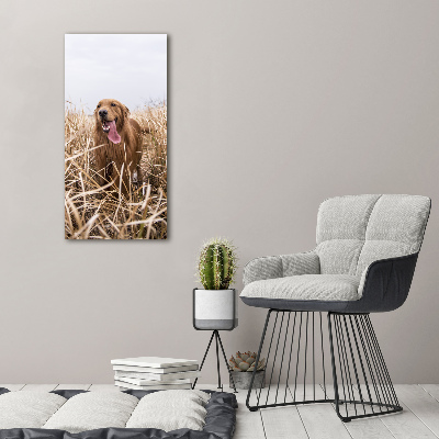 Quadro vetro acrilico verticale Golden retriever