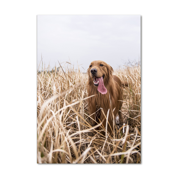 Quadro vetro acrilico verticale Golden retriever
