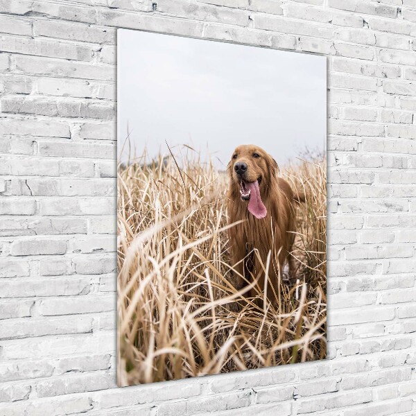 Quadro vetro acrilico verticale Golden retriever