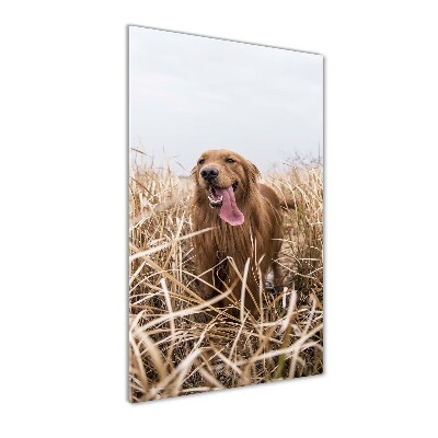 Quadro vetro acrilico verticale Golden retriever