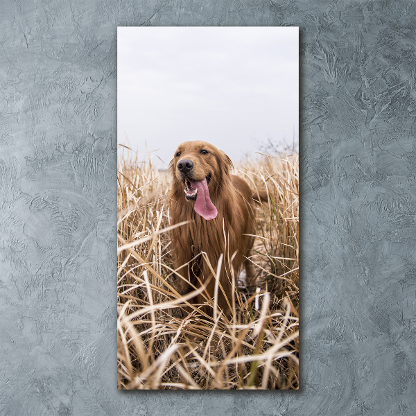 Quadro vetro acrilico verticale Golden retriever