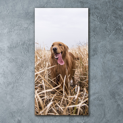 Quadro vetro acrilico verticale Golden retriever