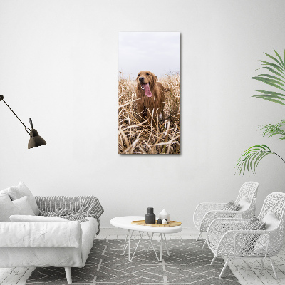 Quadro vetro acrilico verticale Golden retriever