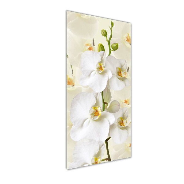 Quadro in vetro acrilico verticale Orchidea bianca