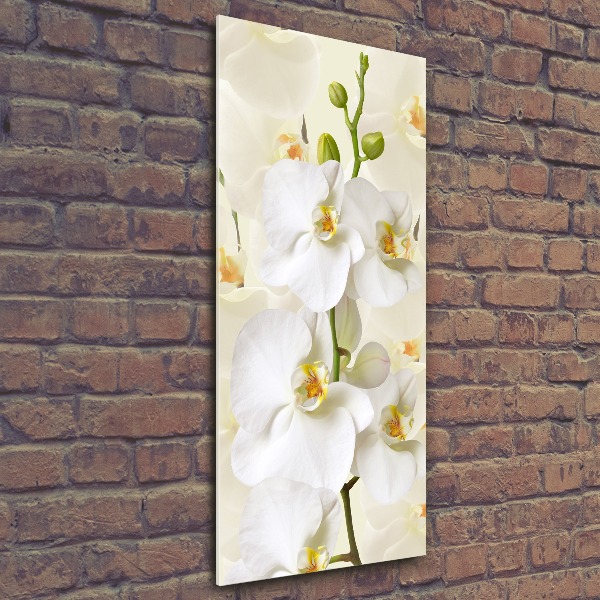 Quadro in vetro acrilico verticale Orchidea bianca