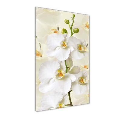 Quadro in vetro acrilico verticale Orchidea bianca