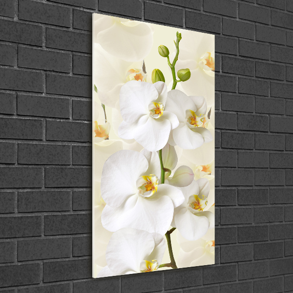 Quadro in vetro acrilico verticale Orchidea bianca