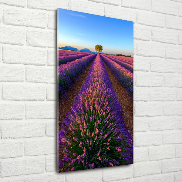 Quadro acrilico verticale Campo di lavanda