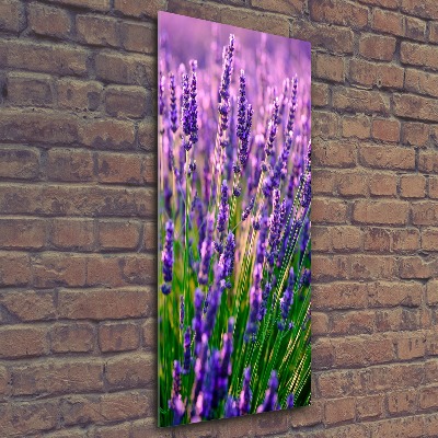 Quadro vetro acrilico verticale Campo di lavanda