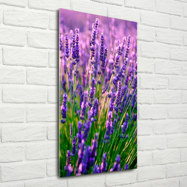 Quadro vetro acrilico verticale Campo di lavanda