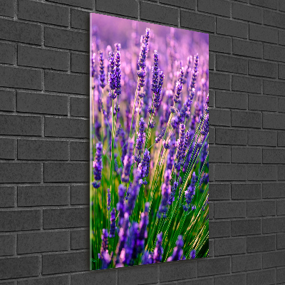 Quadro vetro acrilico verticale Campo di lavanda