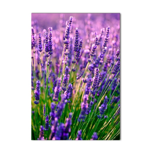 Quadro vetro acrilico verticale Campo di lavanda