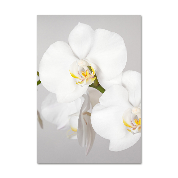 Quadro acrilico verticale Orchidea bianca