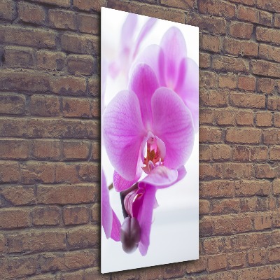 Quadro vetro acrilico verticale Orchidea rosa