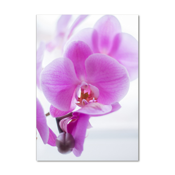 Quadro vetro acrilico verticale Orchidea rosa