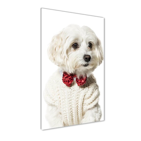 Quadro acrilico verticale Maltese con il papillon