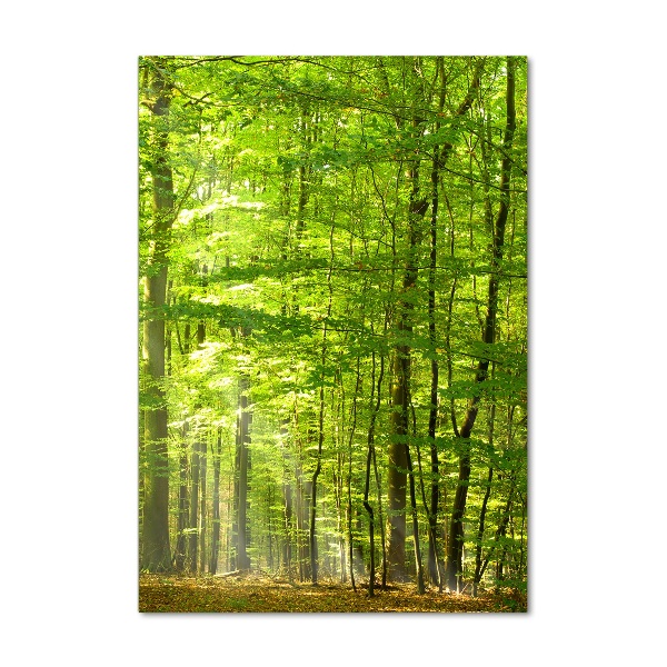 Quadro in vetro acrilico verticale Foresta di faggi