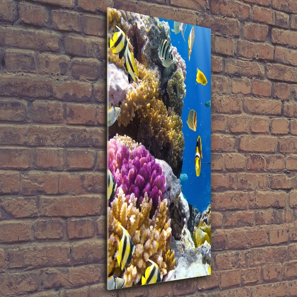 Quadro stampa su vetro acrilico verticale Barriera corallina