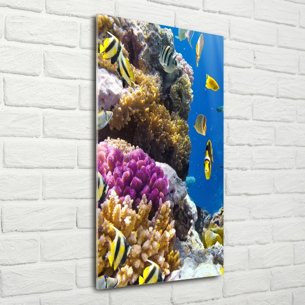 Quadro stampa su vetro acrilico verticale Barriera corallina