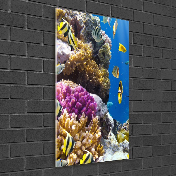 Quadro stampa su vetro acrilico verticale Barriera corallina
