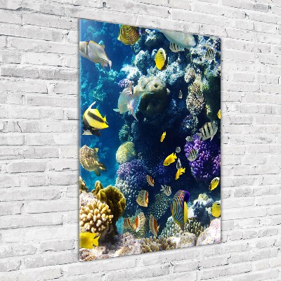Quadro stampa su vetro acrilico verticale Barriera corallina