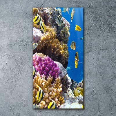 Quadro stampa su vetro acrilico verticale Barriera corallina
