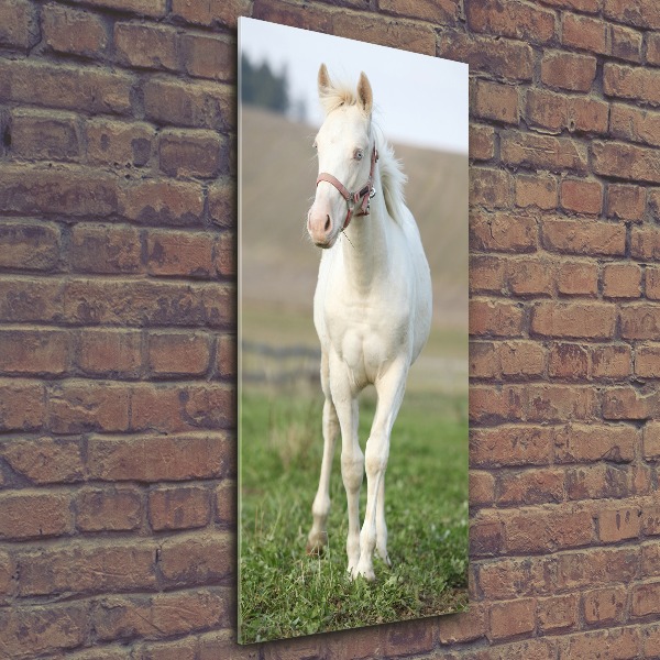 Quadro in vetro acrilico verticale Cavallo albino