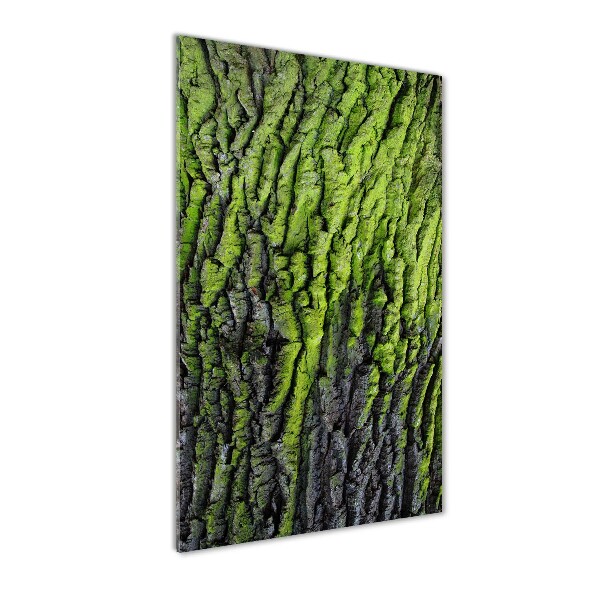Quadro in vetro acrilico verticale Corteccia d'albero