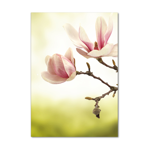 Quadro stampa su vetro acrilico verticale Fiori di magnolia