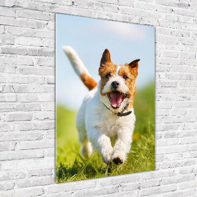 Quadro in vetro acrilico verticale Cane Jack Russell