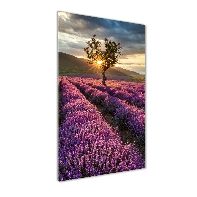 Quadro vetro acrilico verticale Campo di lavanda