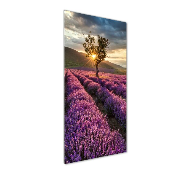 Quadro vetro acrilico verticale Campo di lavanda