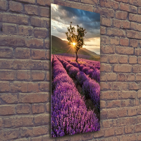 Quadro vetro acrilico verticale Campo di lavanda