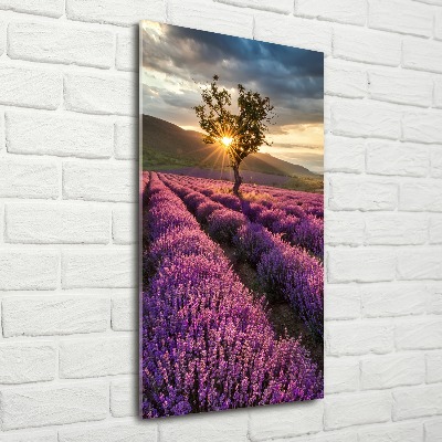 Quadro vetro acrilico verticale Campo di lavanda