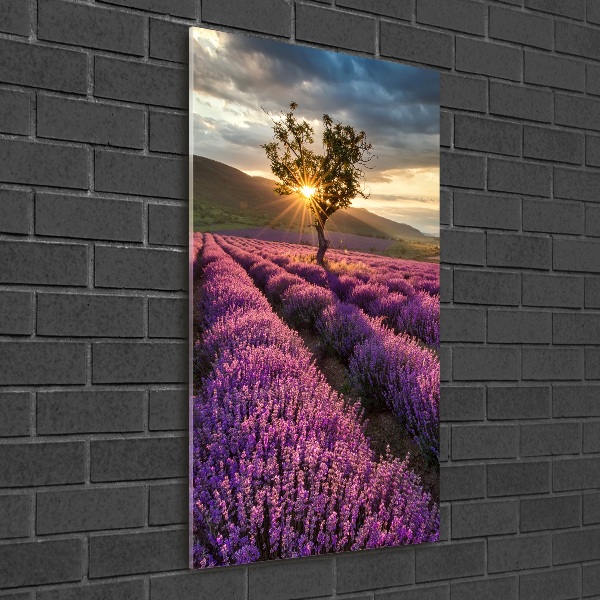 Quadro vetro acrilico verticale Campo di lavanda