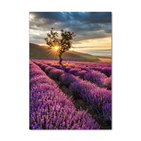 Quadro vetro acrilico verticale Campo di lavanda