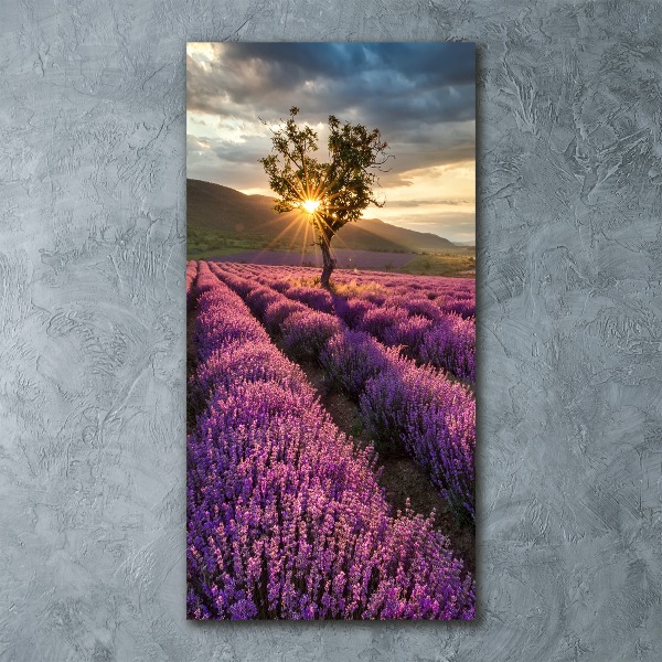 Quadro vetro acrilico verticale Campo di lavanda