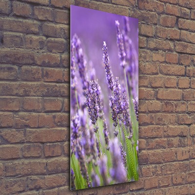 Quadro in vetro acrilico verticale Campo di lavanda