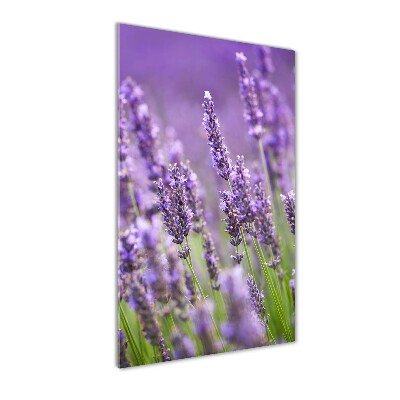 Quadro in vetro acrilico verticale Campo di lavanda