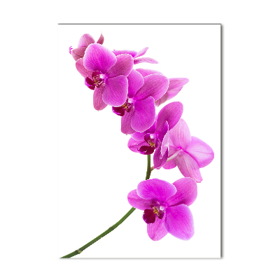 Quadro vetro acrilico verticale Orchidea rosa