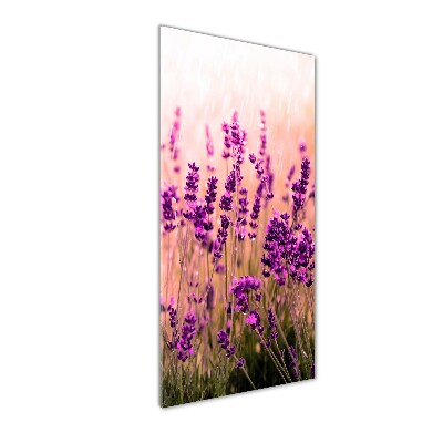 Quadro vetro acrilico verticale Campo di lavanda