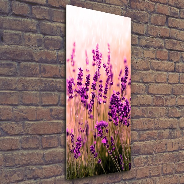Quadro vetro acrilico verticale Campo di lavanda