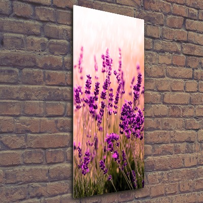 Quadro vetro acrilico verticale Campo di lavanda