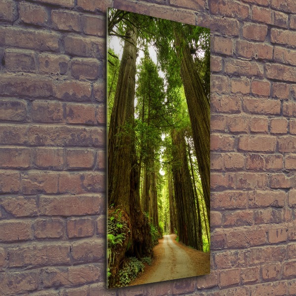 Quadro vetro acrilico verticale Sentiero nella foresta