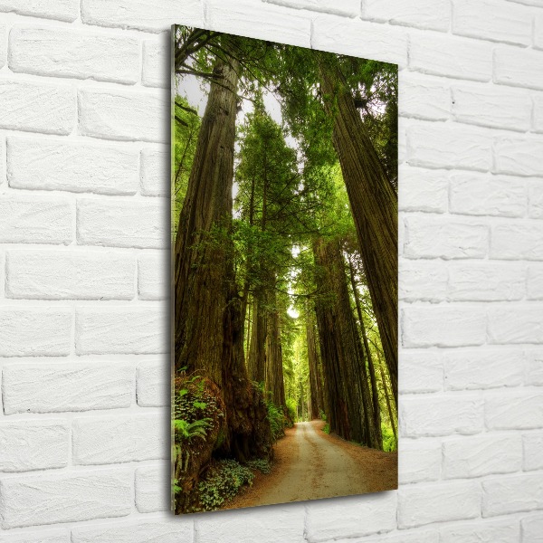 Quadro vetro acrilico verticale Sentiero nella foresta