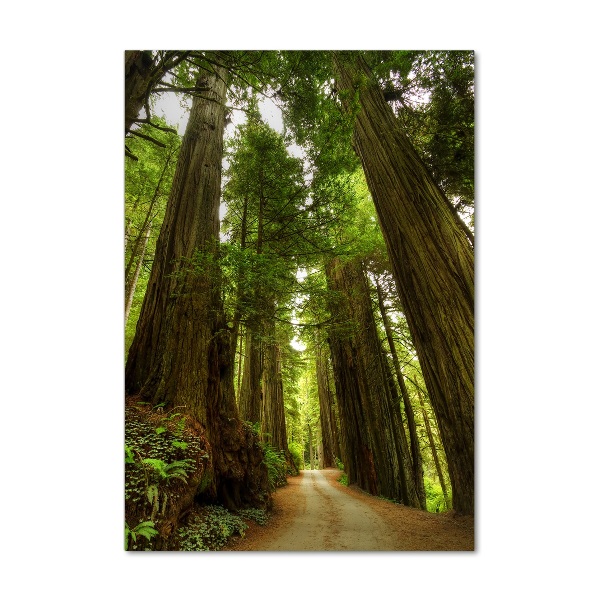 Quadro vetro acrilico verticale Sentiero nella foresta