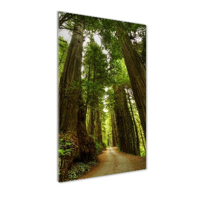 Quadro vetro acrilico verticale Sentiero nella foresta