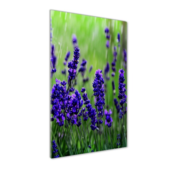 Quadro vetro acrilico verticale Campo di lavanda