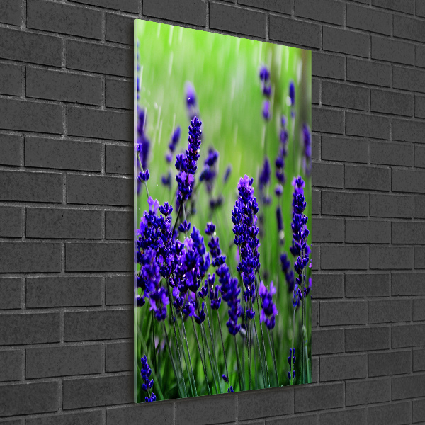 Quadro vetro acrilico verticale Campo di lavanda