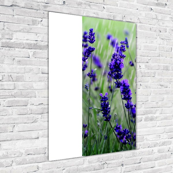 Quadro vetro acrilico verticale Campo di lavanda